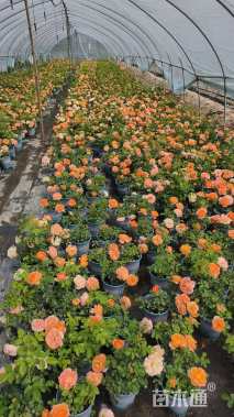 高度30厘米果汁阳台月季