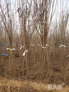 高度40厘米紫穗槐