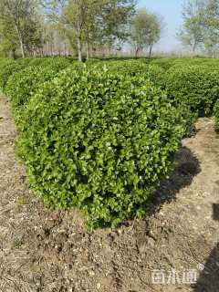 冠幅180厘米卫矛球