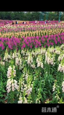 高度15厘米毛地黄