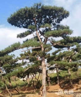 20公分造型油松