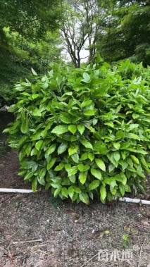 高度120厘米珊瑚球