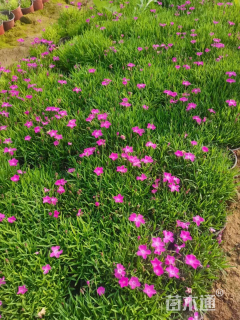 高度8厘米马鞭草