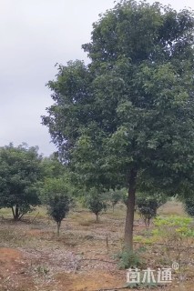 10公分红叶石楠