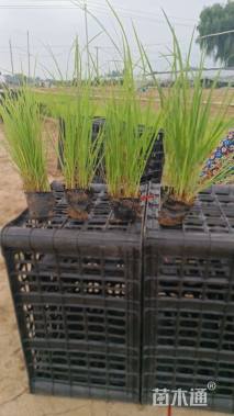 高度20厘米紫穗狼尾草