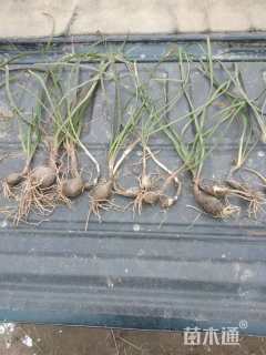 高度25厘米韭兰