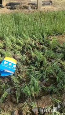 高度10厘米马兰头