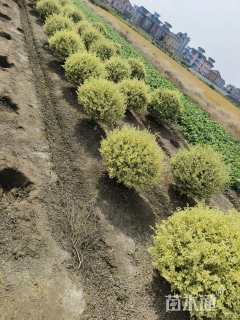 冠幅80厘米亮晶女贞球