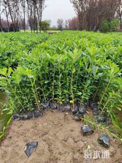 高度30厘米海桐