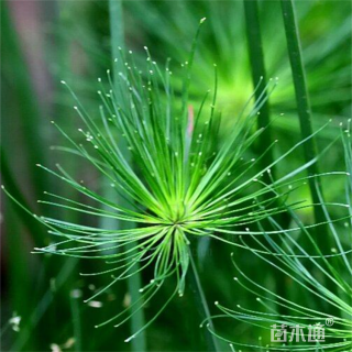 高度20厘米纸莎草