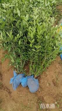 高度80厘米水蜡