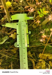 0.5公分黄山栾树