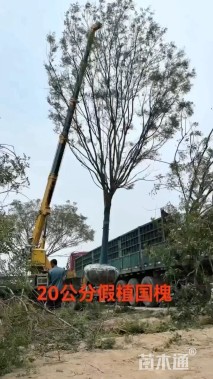 22公分国槐