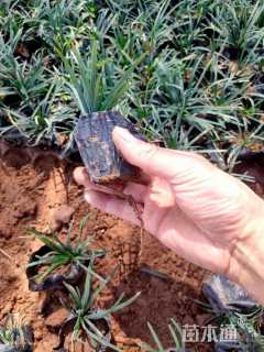 高度10厘米玉龙草