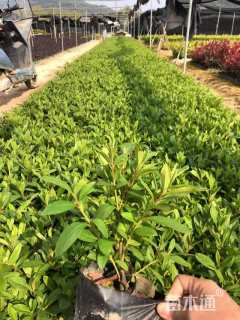 高度20厘米杜鹃