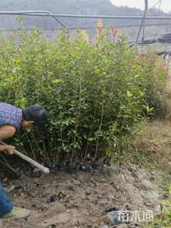 0.6公分大叶女贞