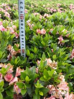 高度25厘米春鹃