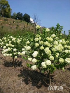 高度250厘米木绣球