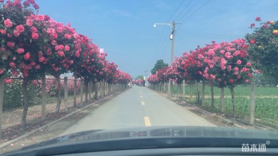 高度150厘米月季