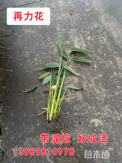 高度100厘米精品再力花农户直销爸妈种地我销售优质低价