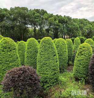 高度200厘米亮金女贞