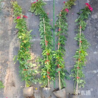 高度110厘米蔷薇