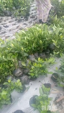 高度30厘米栀子