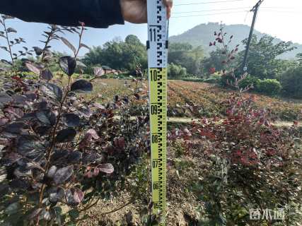 高度70厘米红花继木