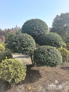 100公分造型女贞