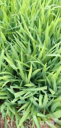 高度25厘米蓝花鸢尾