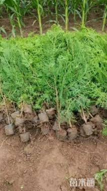 高度80厘米柏树