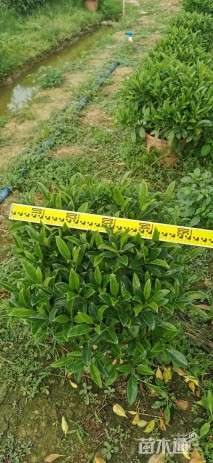 容器苗非洲茉莉