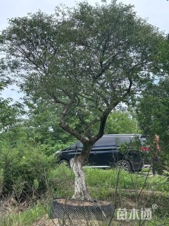 12公分造型红梅