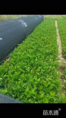 高度15厘米朱槿