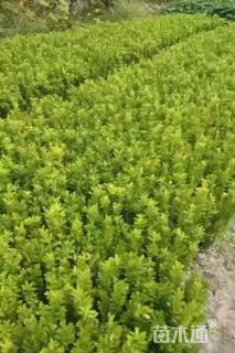 高度25厘米瓜子黄杨