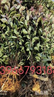 高度50厘米红叶石楠小苗