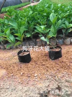 高度25厘米狗牙花