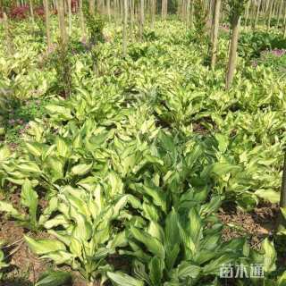 高度10厘米玉簪