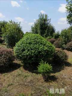 高度250厘米水蜡球