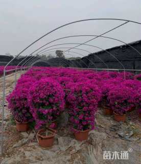 高度60厘米三角梅