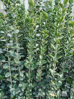 高度160厘米北海道黄杨