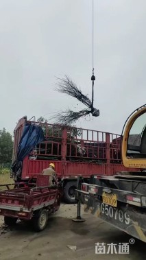 高度200厘米丛生榆叶梅