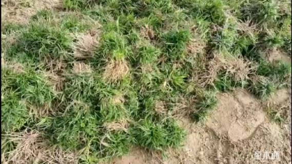 高度10厘米麦冬