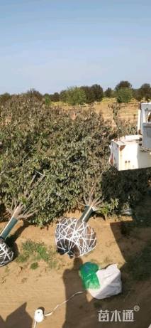 高度350厘米木槿