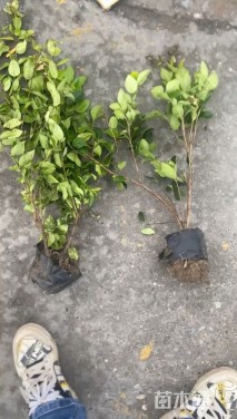 高度50厘米金森女贞