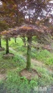 高度300厘米三季红红枫