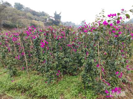 高度400厘米三角梅