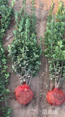 高度200厘米北海道黄杨