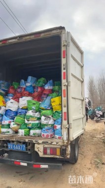 高度50厘米大布尼狼尾草