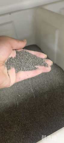 花菱草种子花菱草种子